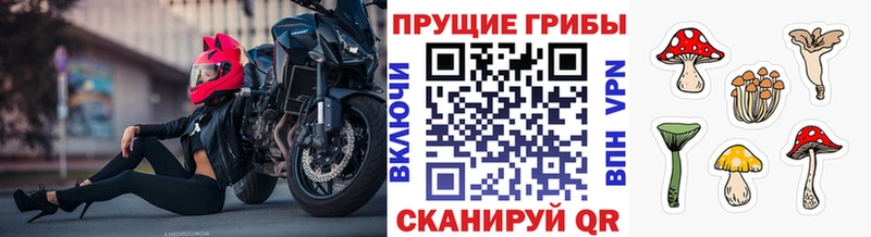 что такое   Цивильск  Галлюциногенные грибы мицелий 